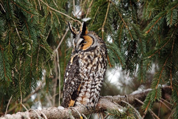 Northern Long Eared Owl by Deb Oppermann